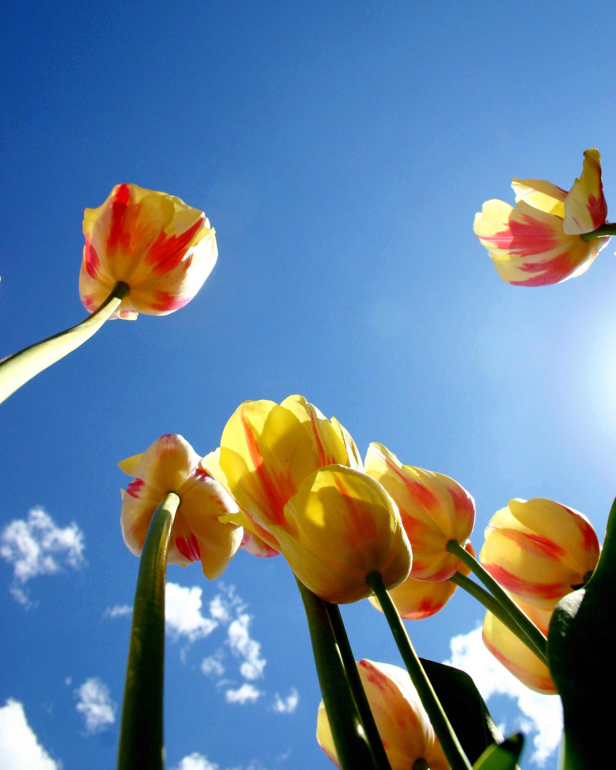tulips shot from below