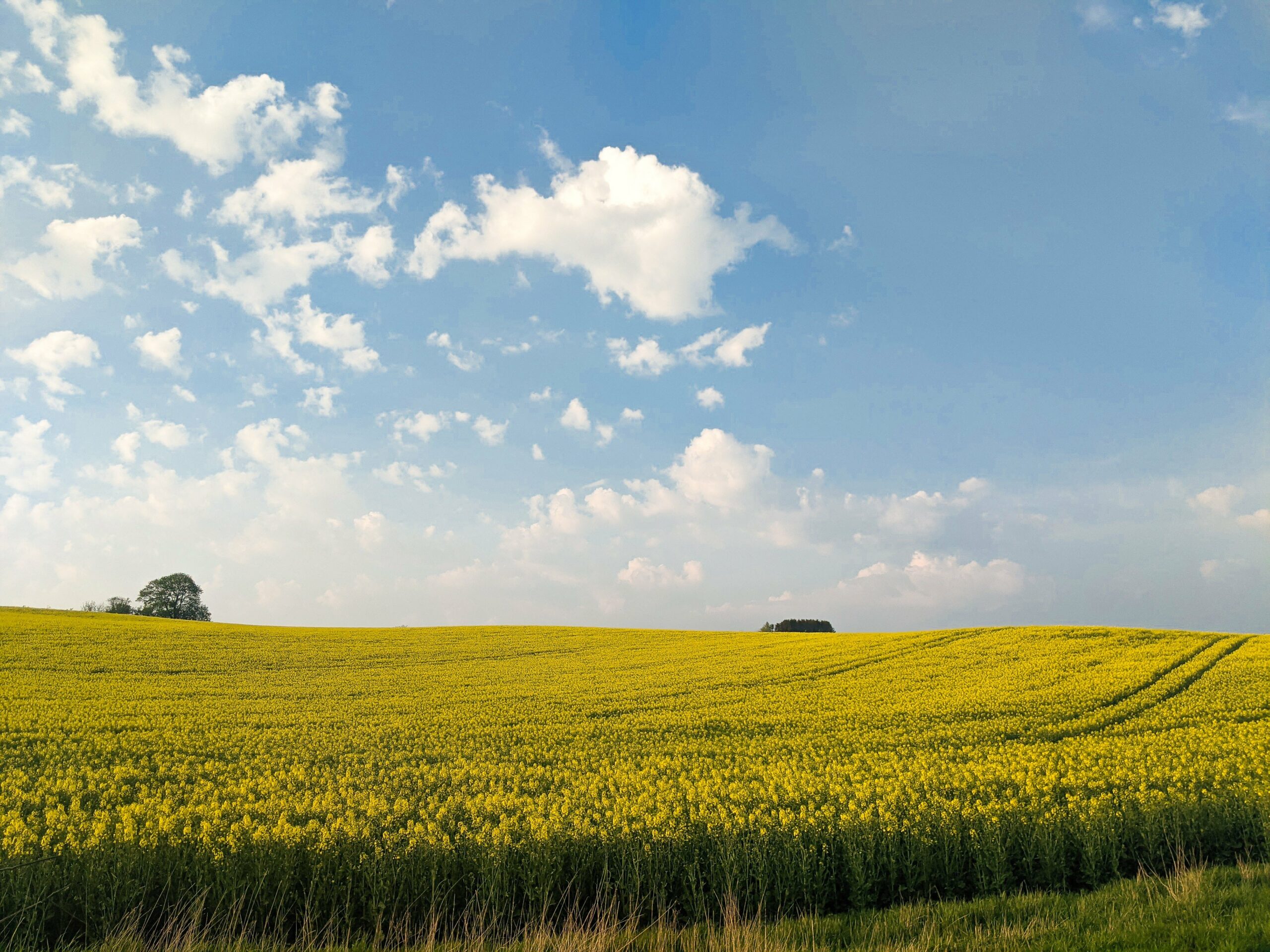 field of yellow flowers in Sweden